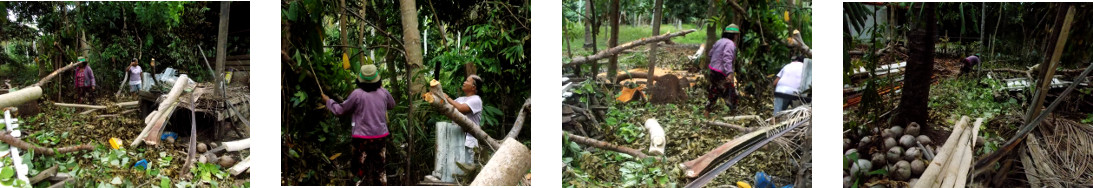 Images of women clearing up tropical backyard garden
            after tree felling