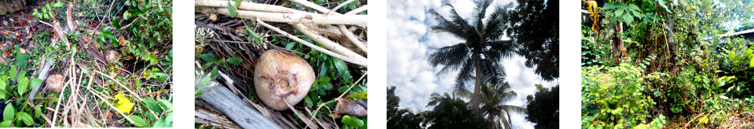 Images of fallen coconuts in tropical
        backyard