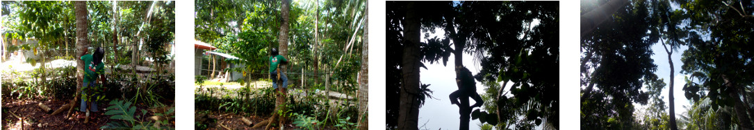 Images of man trimming tropical backyard mahogany trees
        of their brabches before felling them