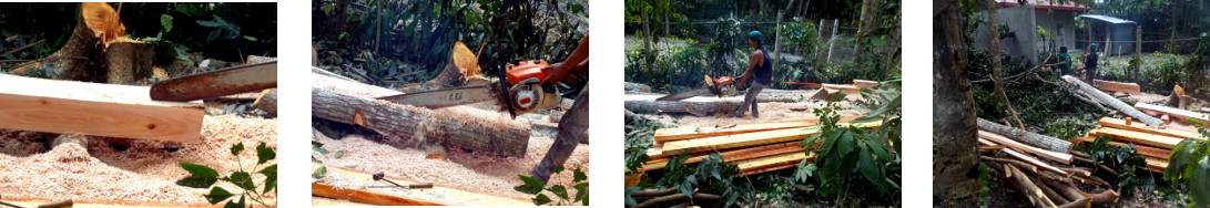 Imagws of felled tropical backyard mahogany tree being
        sawn up