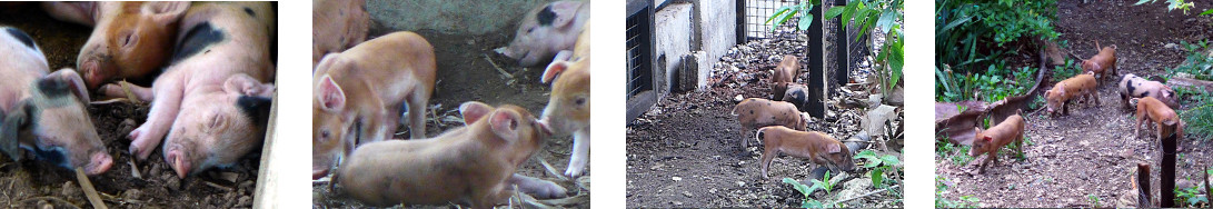 Images of one week old tropical backard piglets
            inside and outside their pen