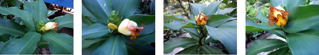 Images of insulin plant flowering in
        trpical backyard