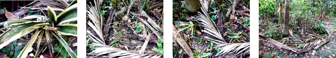 Images of Bromeliad "pup"
        separated from mother plant and transplanted in tropical
        backyard