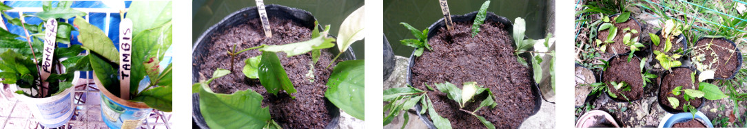 Images of tambis and Pommegranite cuttings potted in
            tropical backyard