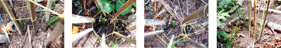 Images of a small climbing frame for
        dragon fruit in tropical backyard garden