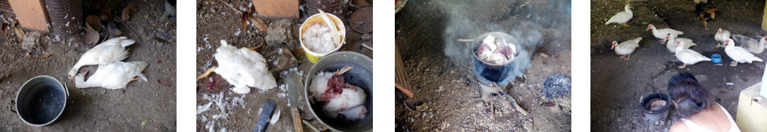 Imagesof two dead tropical backyard
        ducks being cooked for cat food