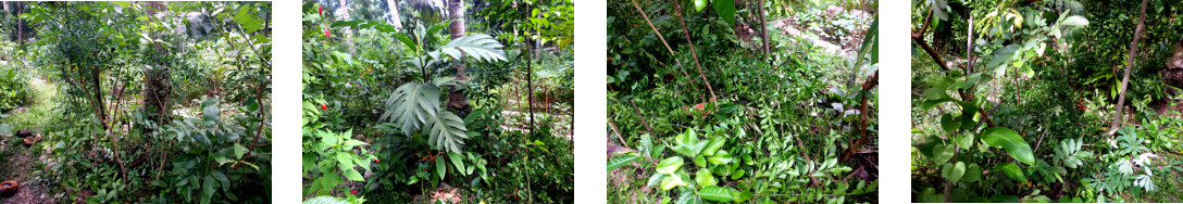 Images of tropical backyard garden patch trimmed and
            composted