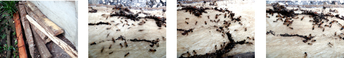 Images of ants in tropical backyard