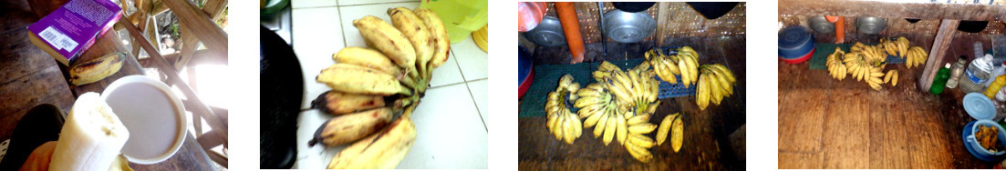 Images of bananas ripening in tropical
        home