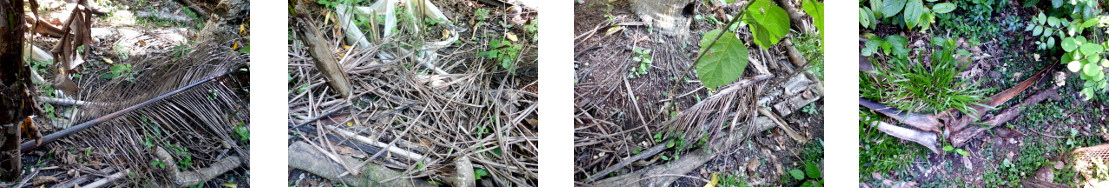 mages of fallen debris cleaned up in
        tropical backyard