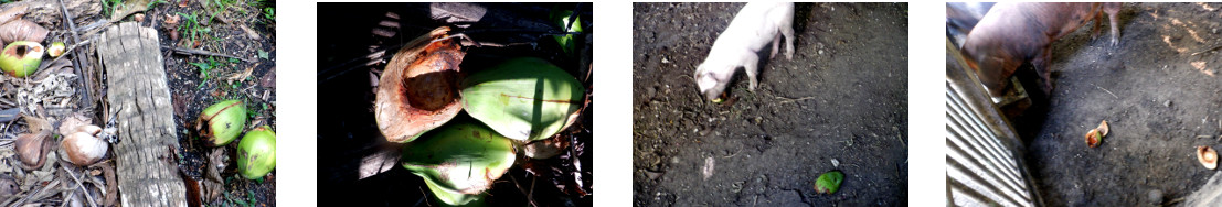 Images of green coconut husks fed to tropical backyard
        pigs