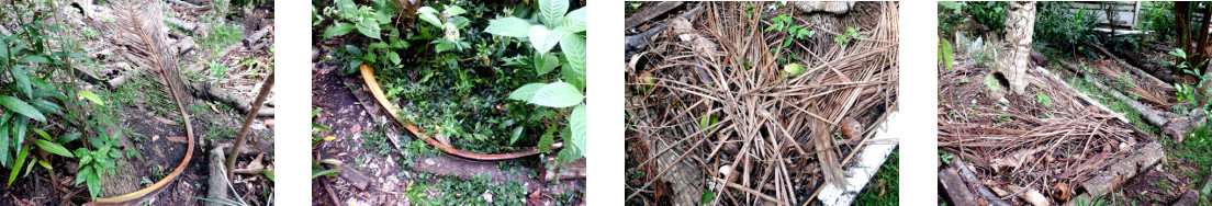 Images of debris processed in tropical
        backyard