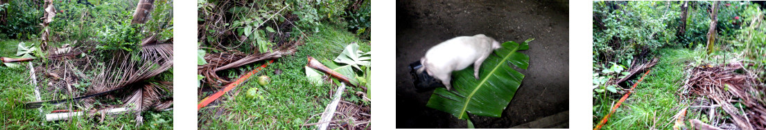 Images of fallen debris processed in tropical
            backyard