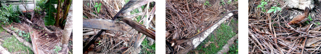 Images of fallen debris processed in
        tropical garden