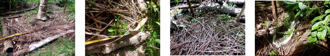 Images of fallen debris cleared fropm
        tropical backyard