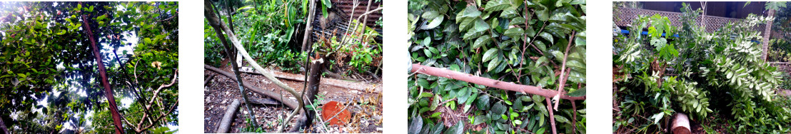 Images of small tree felled in
        tropical backyard