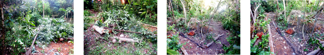 Images of tidy garden after small tree felling in
        tropical backyard