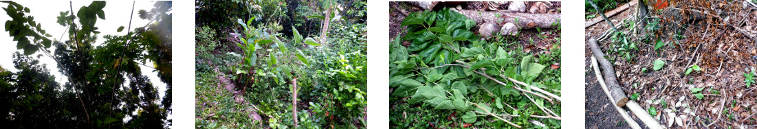 Images of mulberry trimmings used as
        cuttings in tropical backyard