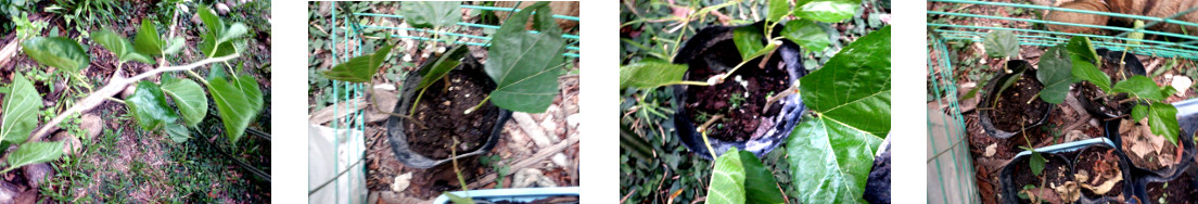 Images of mulberry trimmings potted in tropical
        backyard