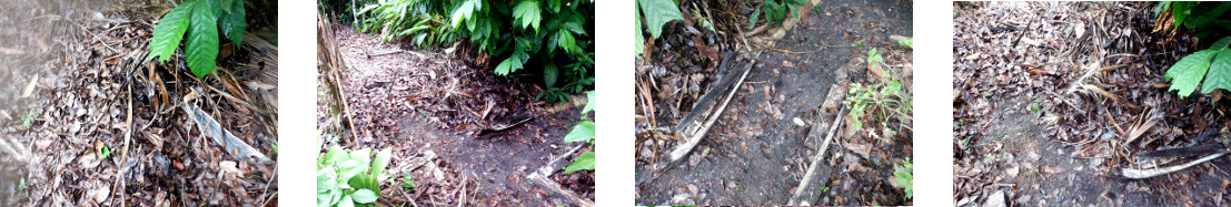 Images of work on clearing path in
        tropical backyard