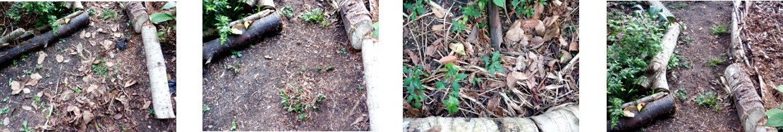 Images of tropical backyard paths
        cleared of organic debris for composting