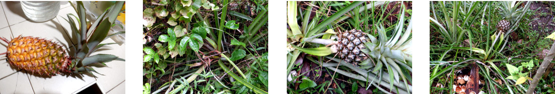 Images of pineapples in tropical backyard