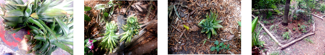 Images of pineapple tops planted in
        tropical backyard