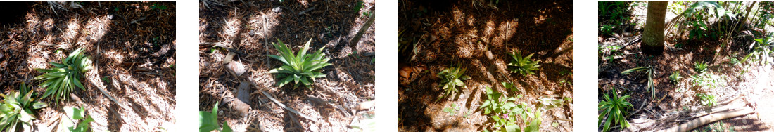 Images of pineapple top in tropical
        backyard replanted after being dug up by chicken