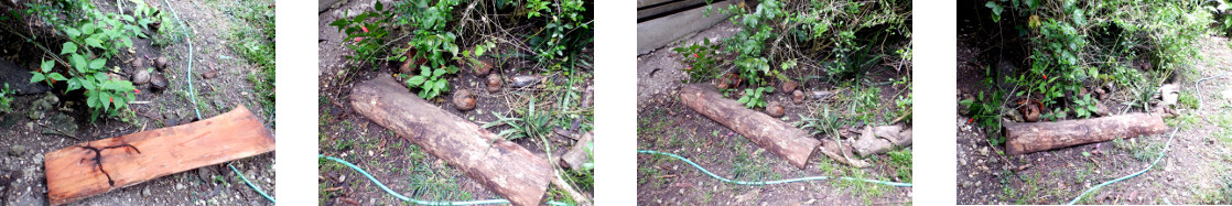 Images of heavy plank used as border
        in tropical backyard