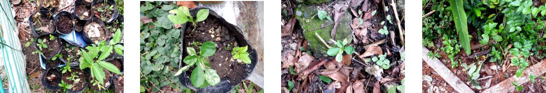 Images of citrus seedlings transplanted in tropical
            backyard