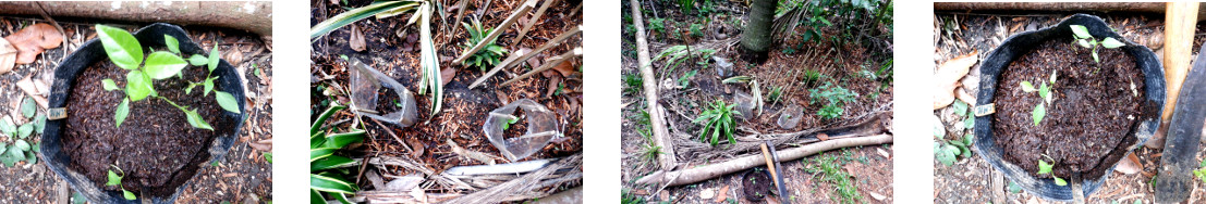 Images of Pepper seedlings transplanted in tropical
        backyard