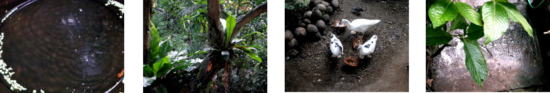 Images of rain in tropical backyard