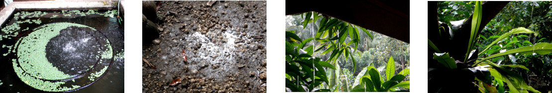 Images of rain in tropical backyard