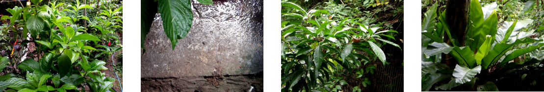 Images of a fresh tropical garden
        after rain in the night