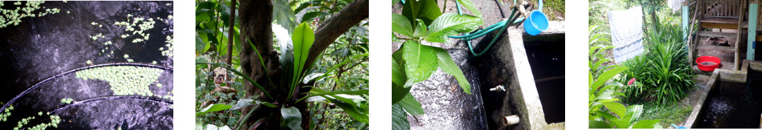 Images of rain in tropical backyard