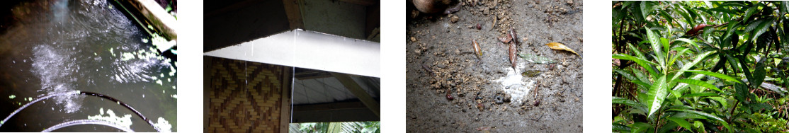 Images of rain in tropical backyard