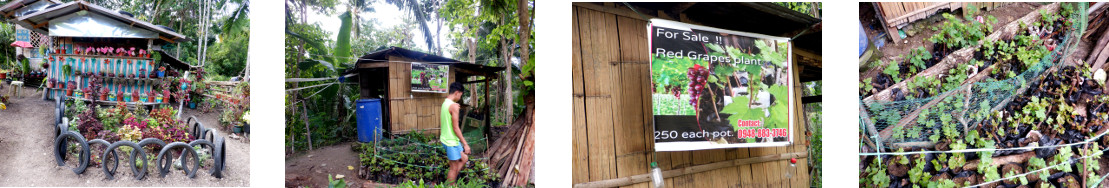 Images of buying grape cuttings in Loay, Bohol