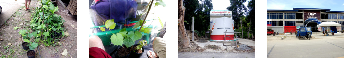 Images of trip tobut seedlings in Loay, Bohol