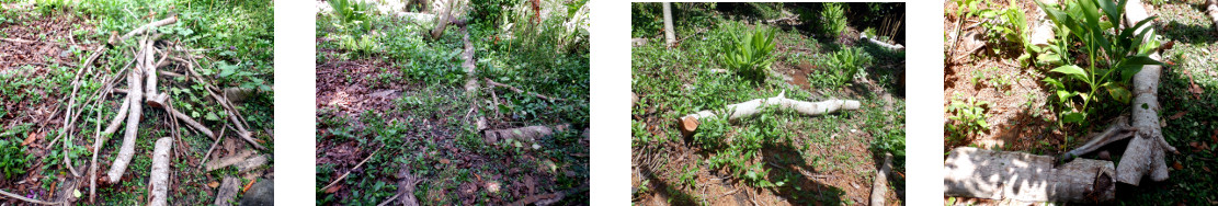 Images of tidying up tropical backyard after tree
            felling