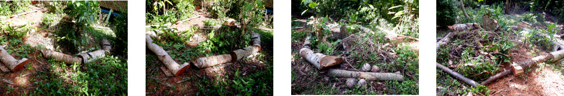 Images of constructing a border around a tropical
            backyard garden patch using felled tree trunk segments