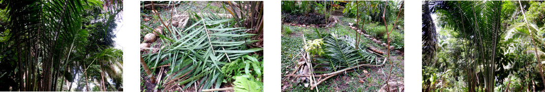 Images of Oil Palm Trimmed and
        Composted