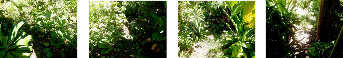 Images of trimming and composting in tropical
            backyard