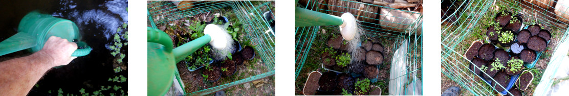 Images of seedlings being watered in
        tropical backyard