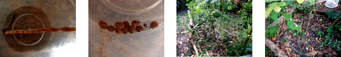 Images of cow peas planted in tropical backyard