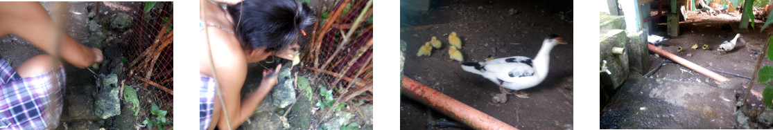 Images of woman freeing a trapped duckl;ing in a tropical
        backyard