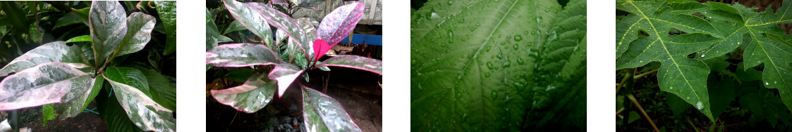 Images of light rain in tropical backyard
