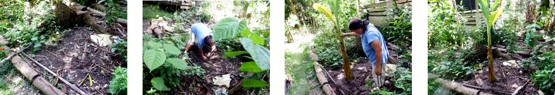 Images of banana tree pup being replanted in tropical
        backyard