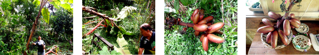 Images of red bananas harvested in tropical backyard