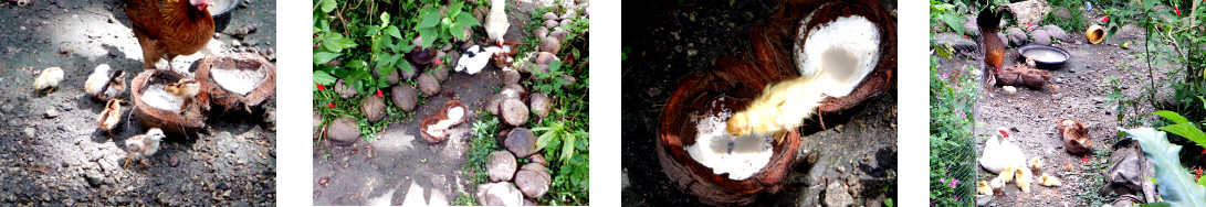 Images of chicks and ducklings in tropical backyard