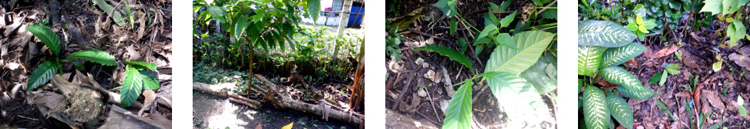 Images of coffee tree cuttings planted in tropical
        backyard